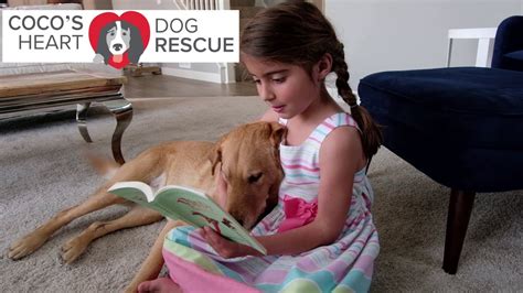 coco's heart dog rescue|coco's heart adoption fee.